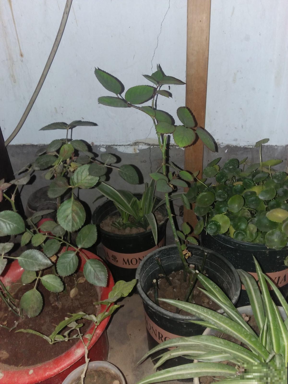 养花管不住自己的手，等不到春天，就要烂得全扔出门！