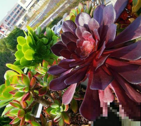 正确的换盆步骤，跟着操作，换完花儿长得旺！