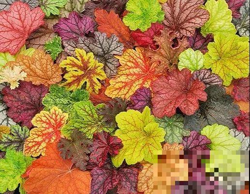 别养绿萝了，20种耐阴花，看一眼就喜欢上！