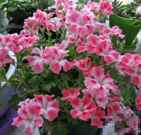 有种花，扦插一定要趁早，晚了活不过夏天！