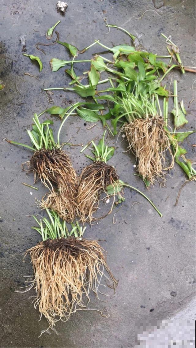 最耐阴的花是它，光不好叶子绿油油，比绿萝还好养！