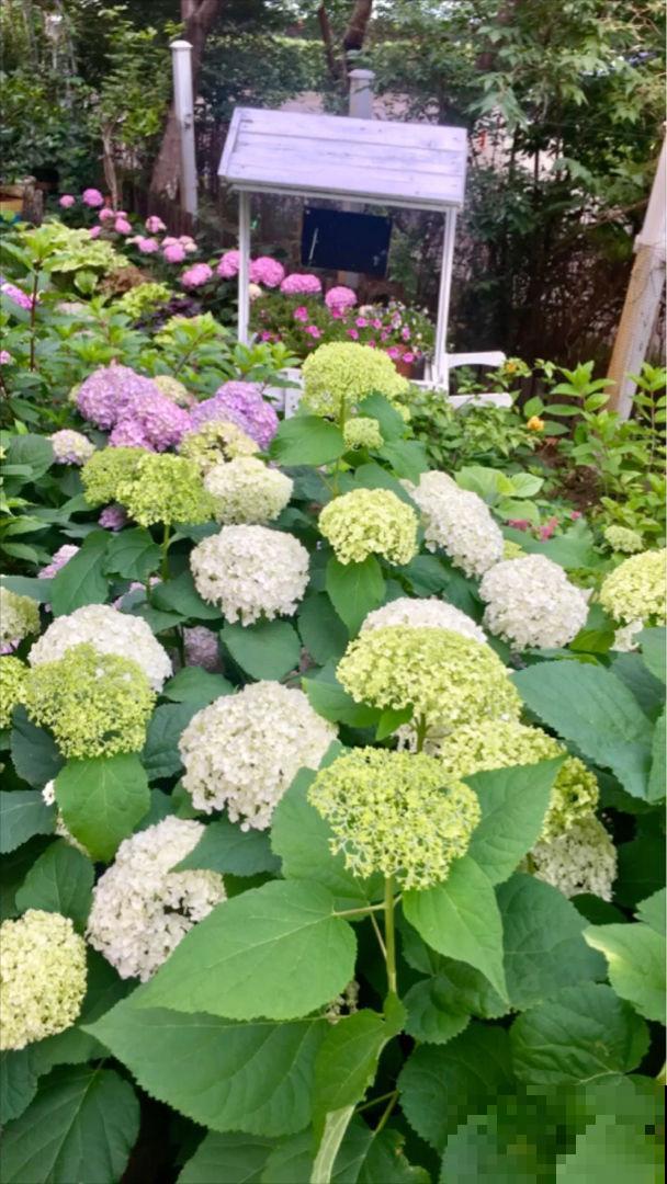 这花又叫“八仙花”，家里养一盆，富贵吉祥招好运