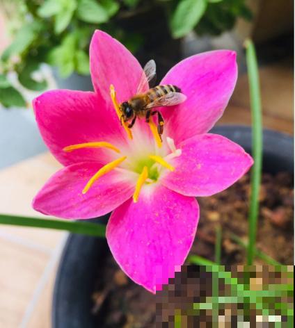 这花太能生了，一年挖出一麻袋，满院子都开花！