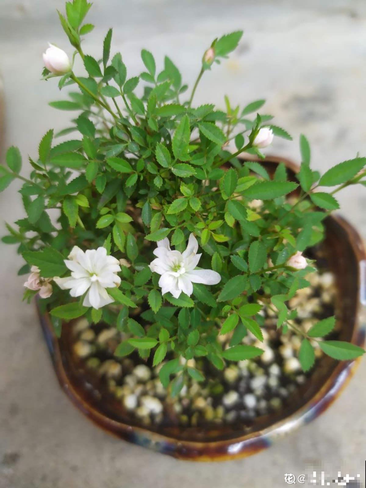 这花得小心养，花盆越根越壮，否则积水又烂根