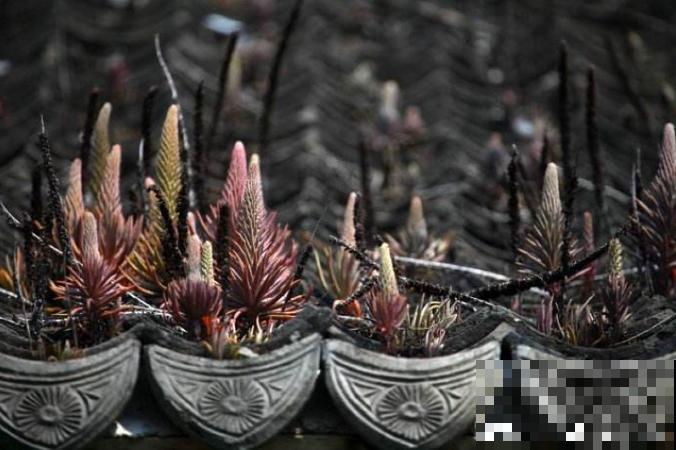 农村没人要的多肉，长得满屋顶都是，下雨后泛滥了一大片！