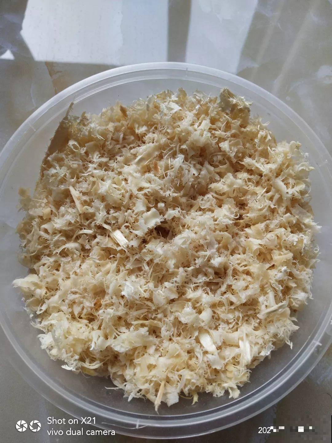 这花特好养，撒一把丢土里，冒出一堆新芽！