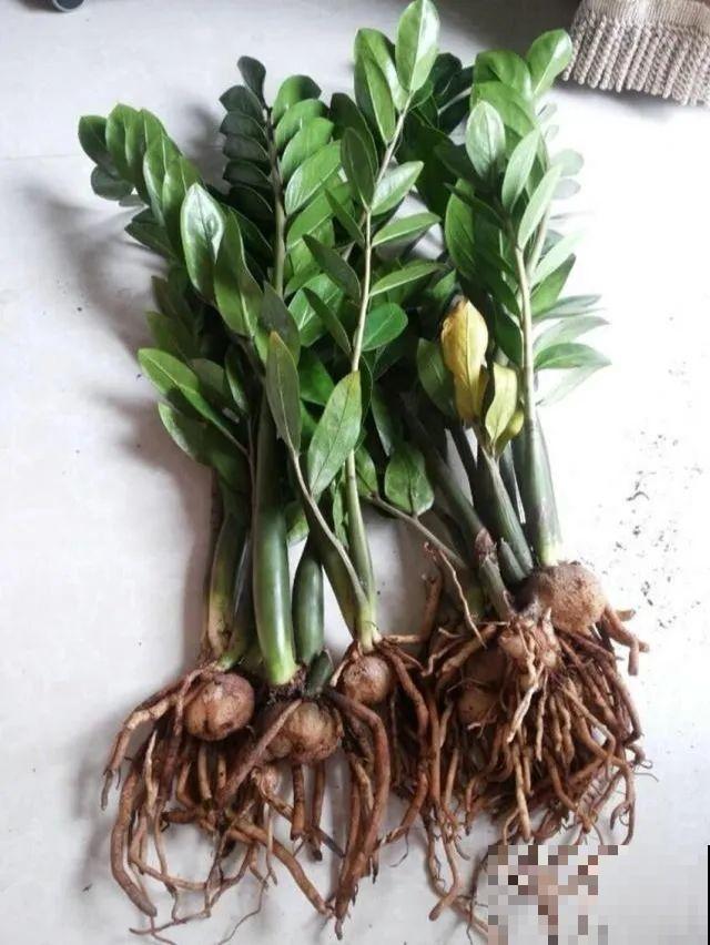 给这花换盆，土里扒出30个崽，根本不用扦插！