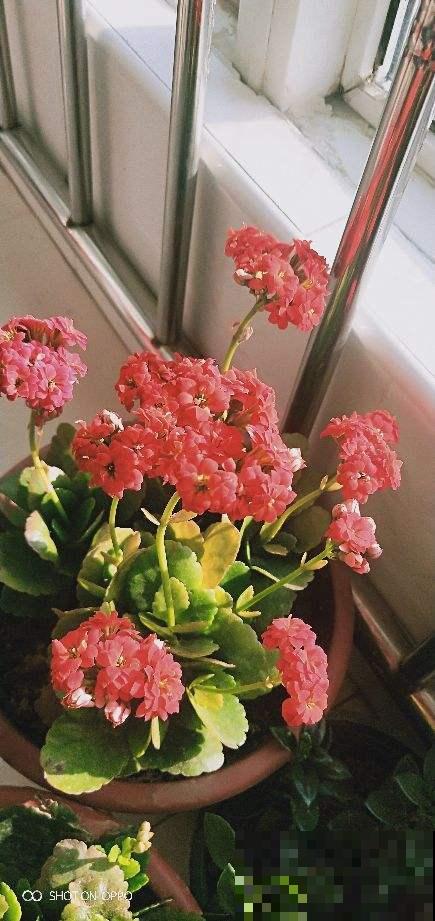 这花远看像长寿，近看像玉树，还能开出5色花，真神奇