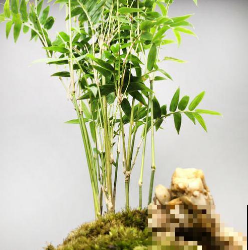 5种盆栽竹，最适合家里养，快看你家有没有？