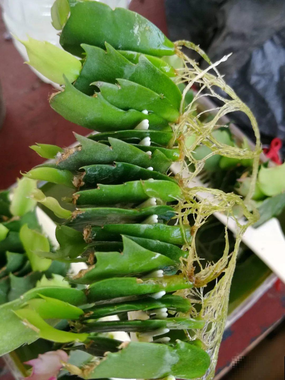 这6种花，现在扦插最好活，摘片叶子照样生根！