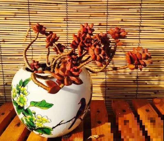 家里的酒瓶和多肉，搭配起来美呆了，比买的还好看！