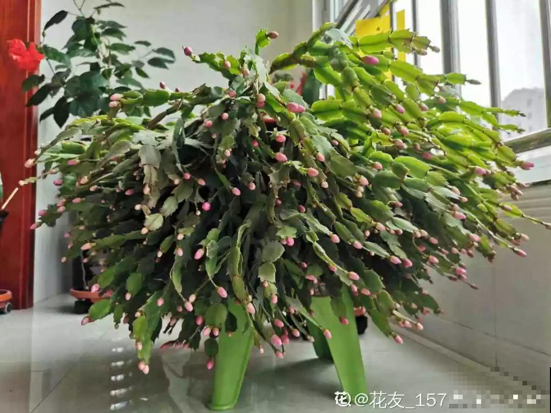 给蟹爪兰用点它，不伤根，春天还能接着往外冒花苞！