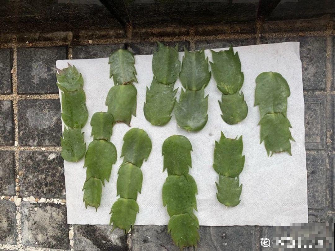 开完花的蟹爪兰，叶子摘一摘，放在梳子上遇水就生根！