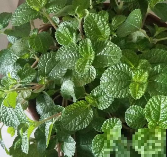 这种植物可以做菜，叶子摘下能泡茶，养人又养眼！