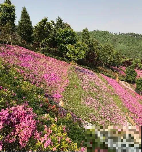 养这花才省心，掉片叶子下来，砖缝里也能长！