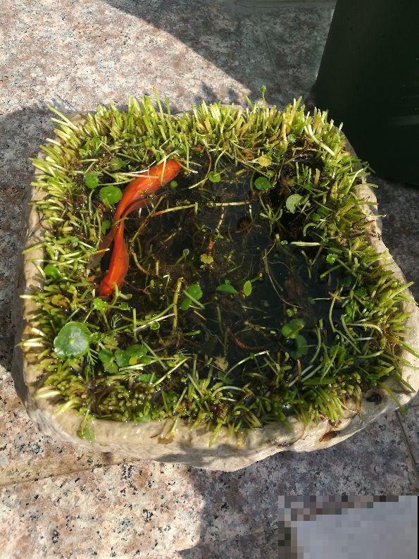 植物养着养着就死了，其实砍一刀就解决，一周就呼呼冒新芽！