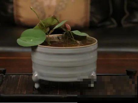 碗莲1个茶杯就能养，天热疯狂开花，香气飘满全家！
