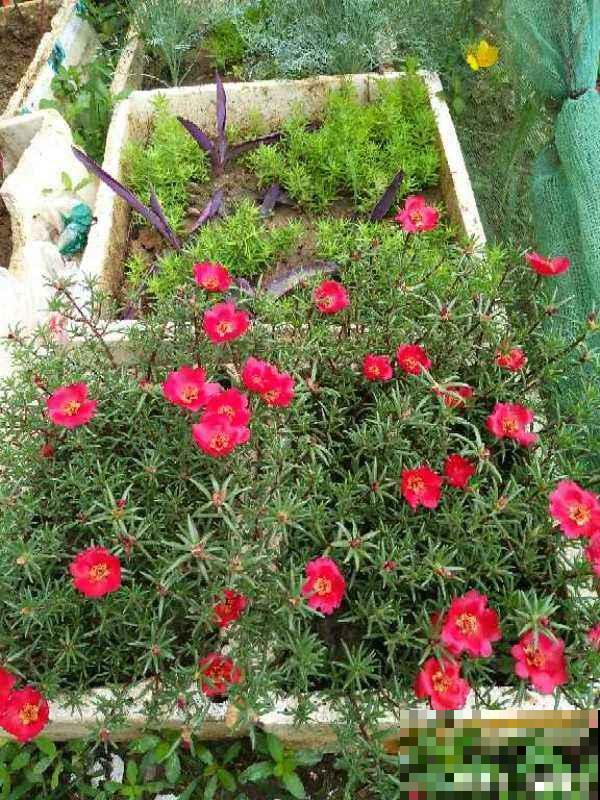 家里光不好，就别养这“4种花”，难开花还浪费钱
