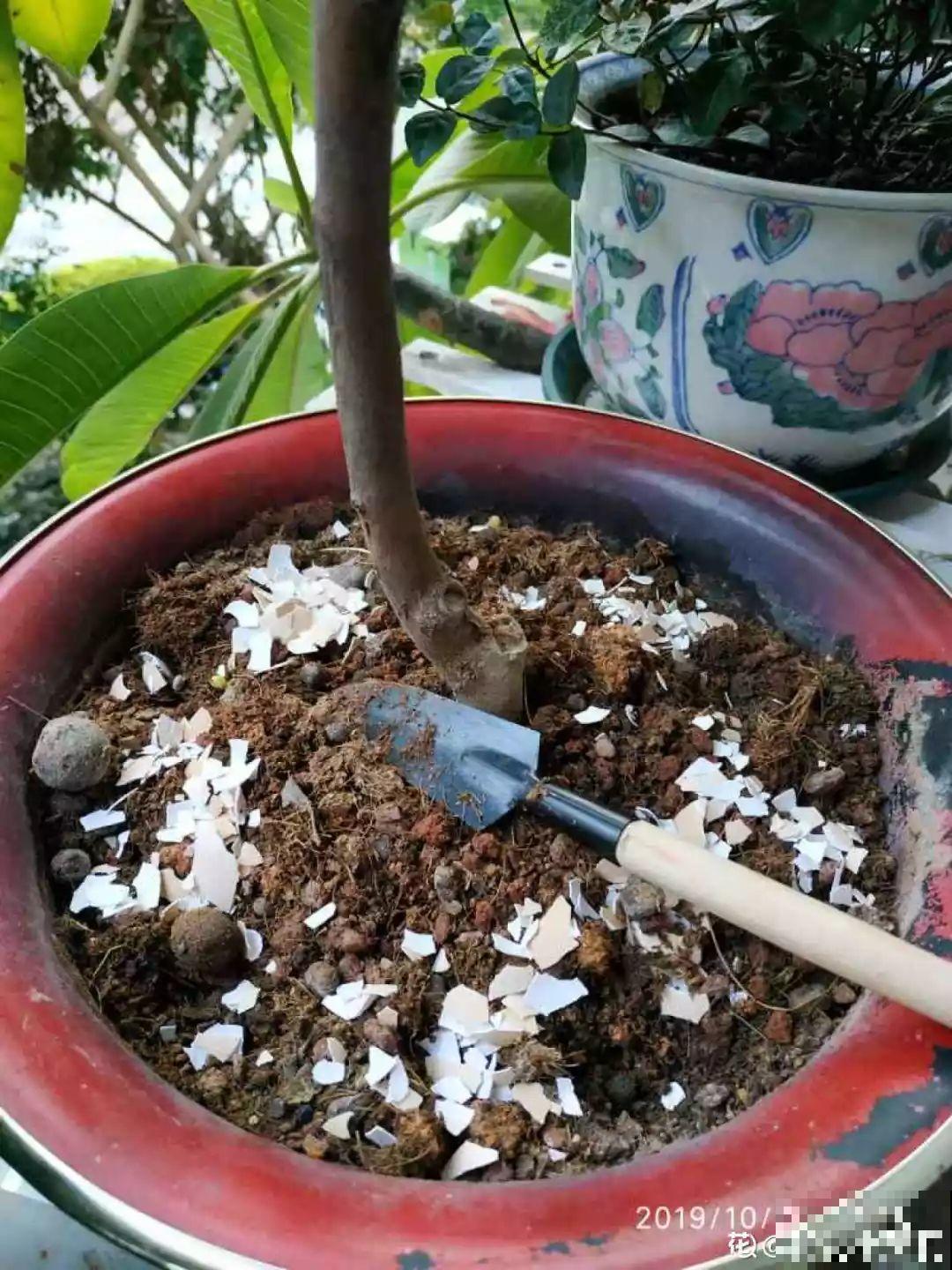 吃剩的骨头留起来，这样一加工，刚好春天给花用！