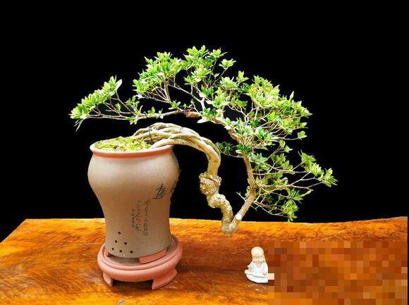 路边这2样东西，捡回家养花，花不烂长得旺！