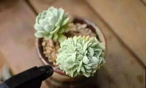 角落里的多肉几天没管，长了一层“面粉”，再不急救就没治了！