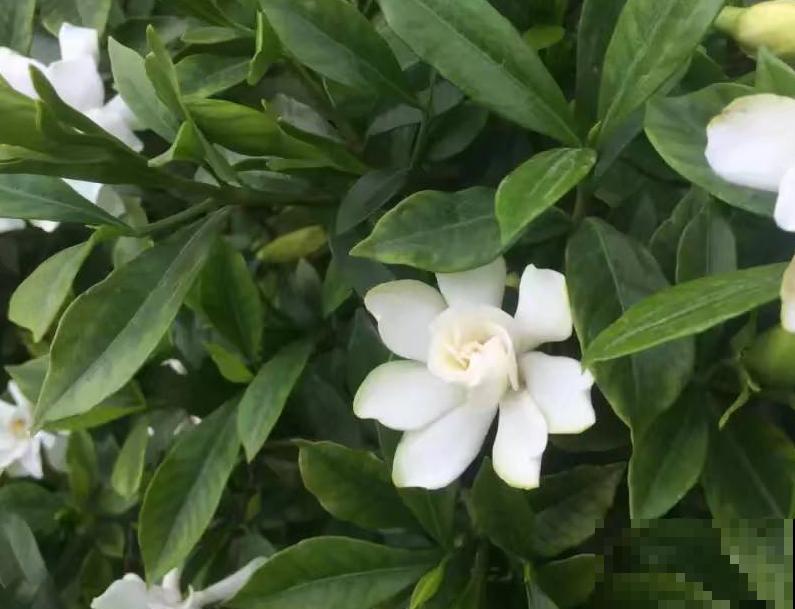 别人家的栀子花为啥开得好？原来是遵循这几点，你也能做到！