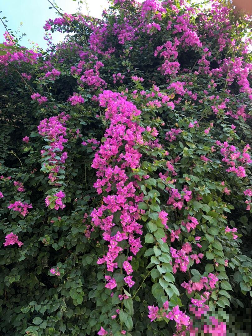 “三种花瀑布”，住楼房也能养，半年花朵开满墙