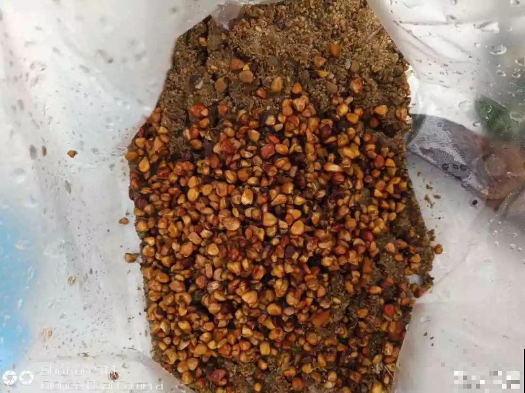 这花特好养，撒一把丢土里，冒出一堆新芽！