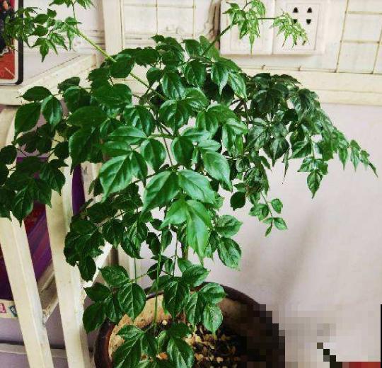 自制养花万能水，7天浇一次，叶子旺盛开花满枝头！