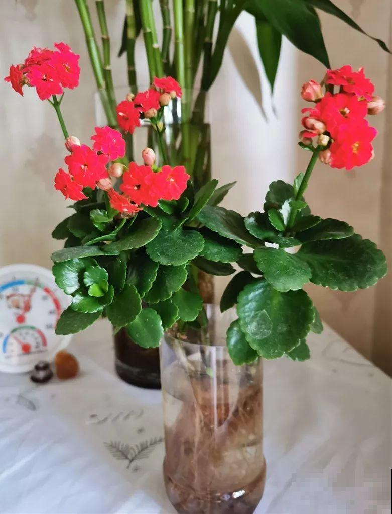 1杯水就能养活的花，干净卫生，家里养有气质！