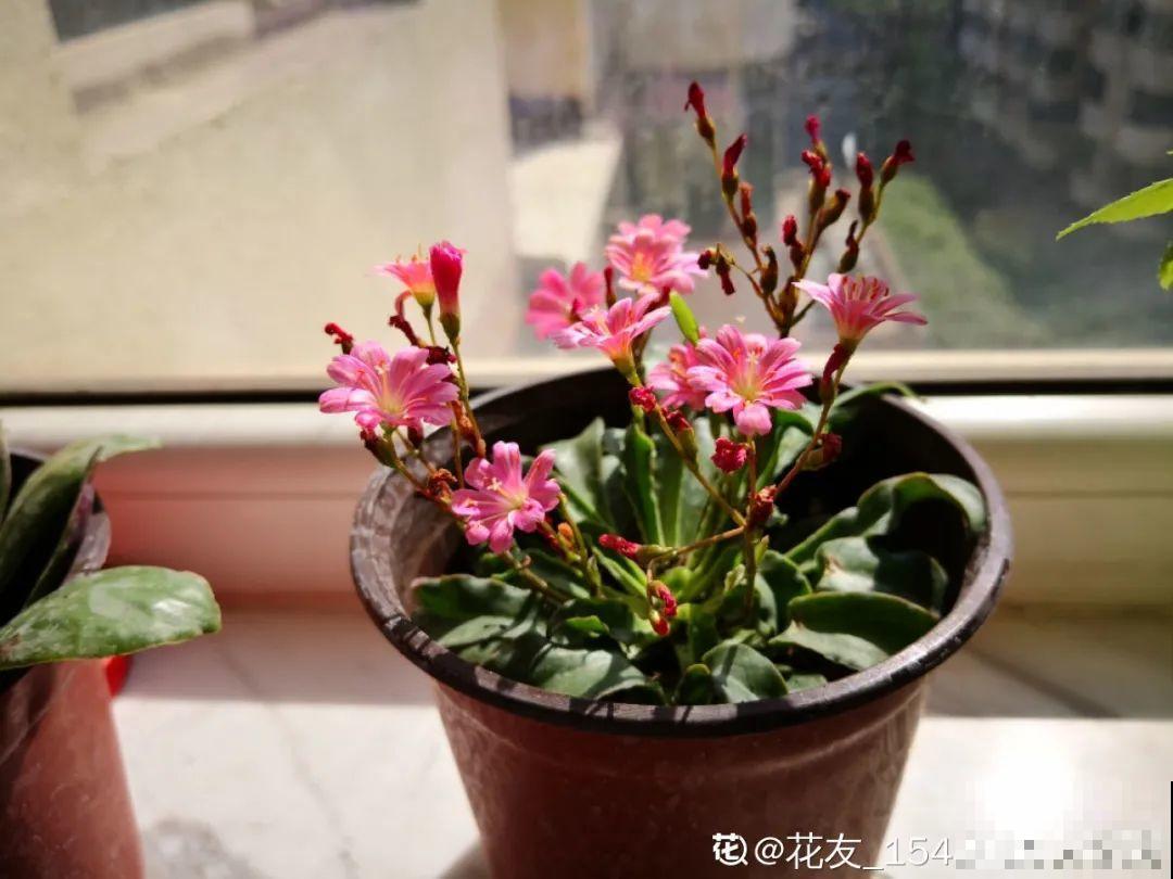 最爱开花的多肉，1年能开3个月，谁看了都想养！