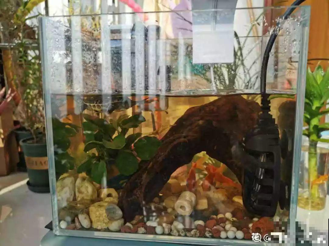 鸡蛋壳这么用，啥效果也没有，反而招了满盆小虫子！