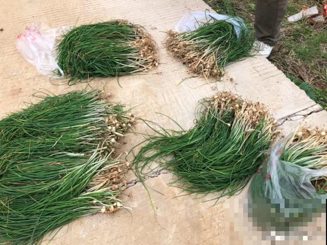 春天野菜赛黄金，教你2种做法，好吃又养生！