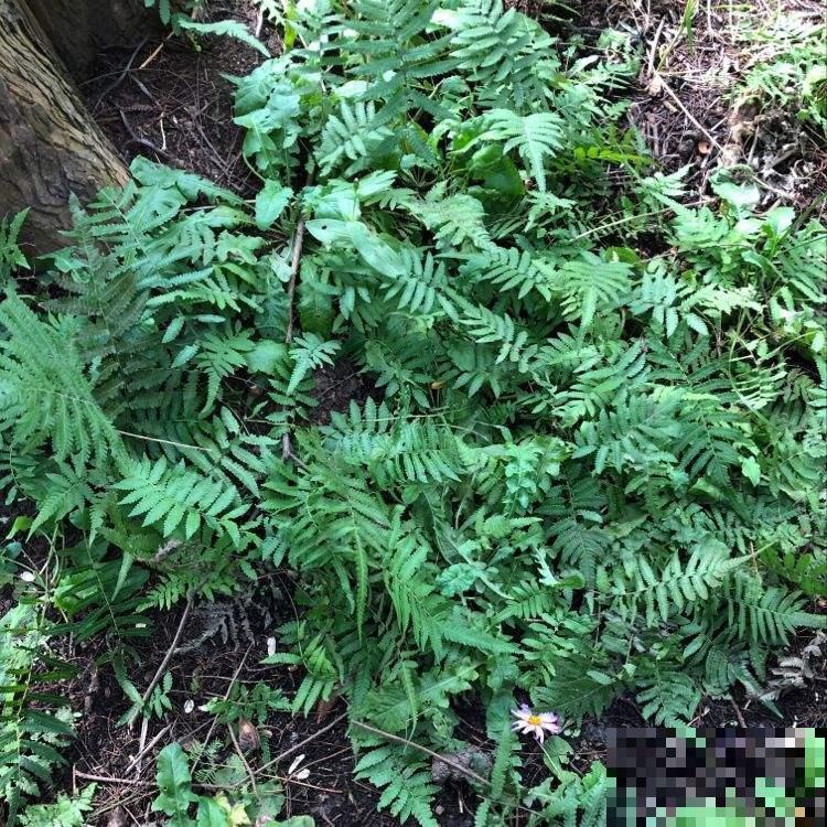 见过野生毛蕨吗，原来根系还能做成美食，很多人山上抢着挖！
