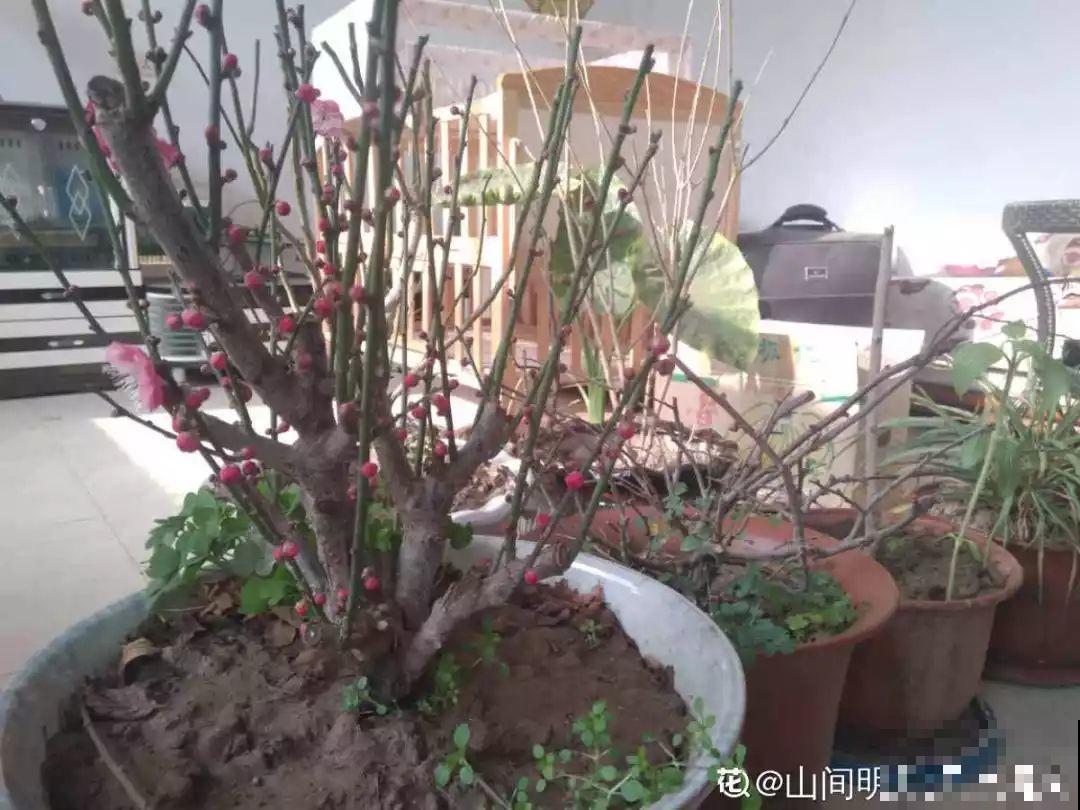 最贵气的梅花，多少人想养，都怕养不好！