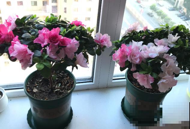 家里养杜鹃，一要湿、二要酸，叶子茂盛开花艳！