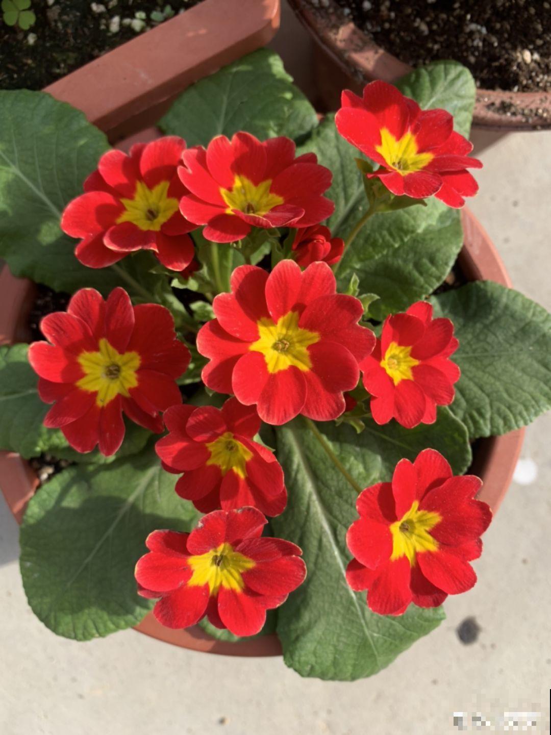 10种过年养的花，花市找不到，谁见了都稀罕！