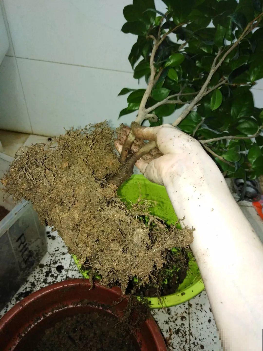 茶花也要补营养，浇水的时候掺点它，长得壮开花多！