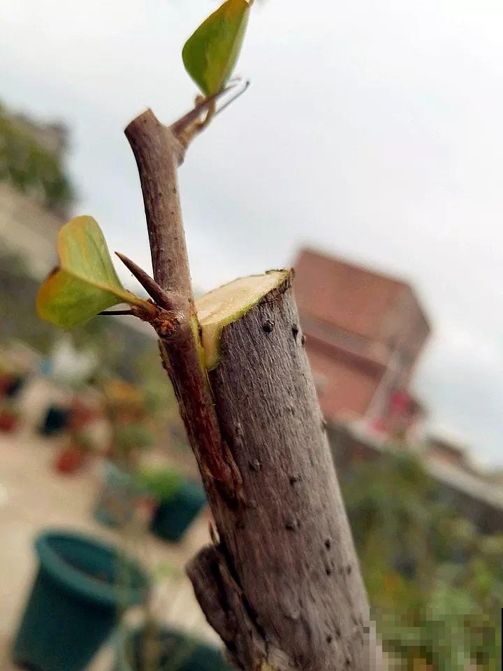 大哥养的三角梅，剪完捆一捆，开花爆出6个色！
