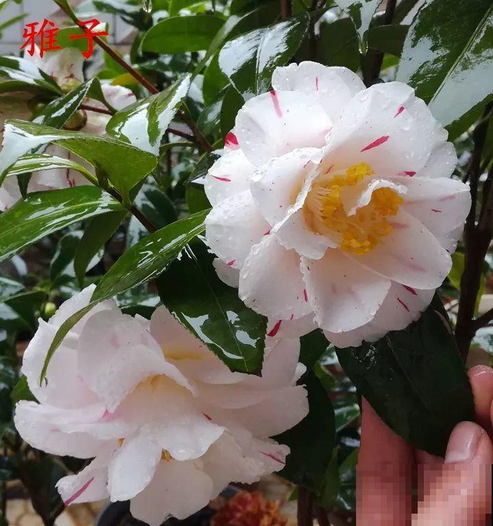 冬天必养的花，竟然有30个品种，最稀罕的是这个颜色！