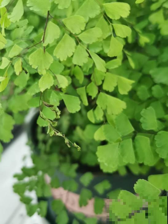 这花就适合养在北阳台，耐阴开花多，养一盆可不够