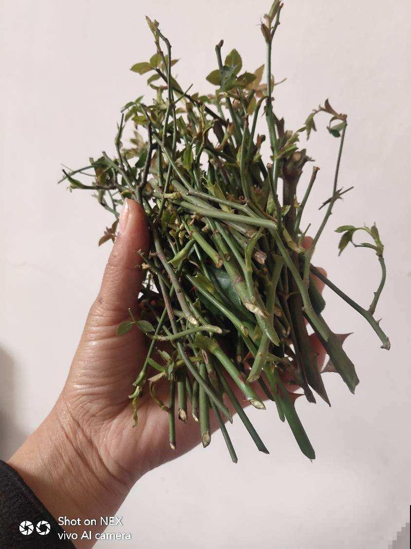 “4种”耐修剪的花卉，现在就得抓紧剪，剪晚了影响开花