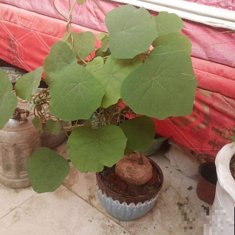 4种花，长得还真是像，新手不好分辨