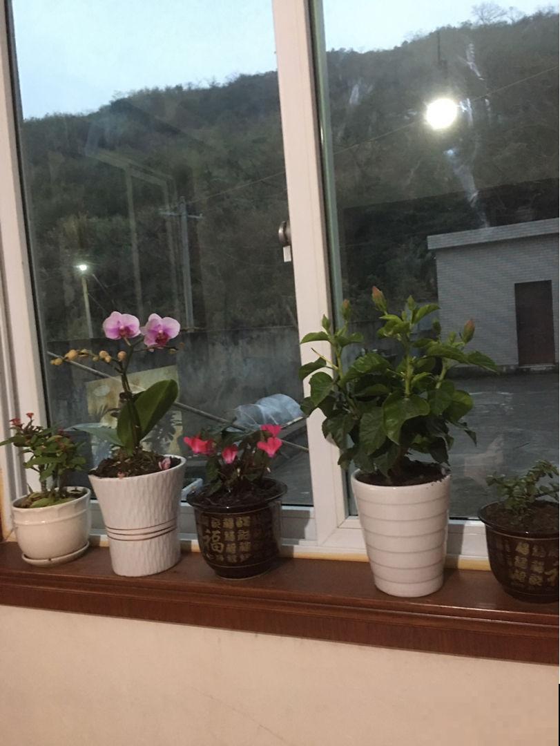 这些花不能养在卧室，否则养一盆死一盆，还浪费钱