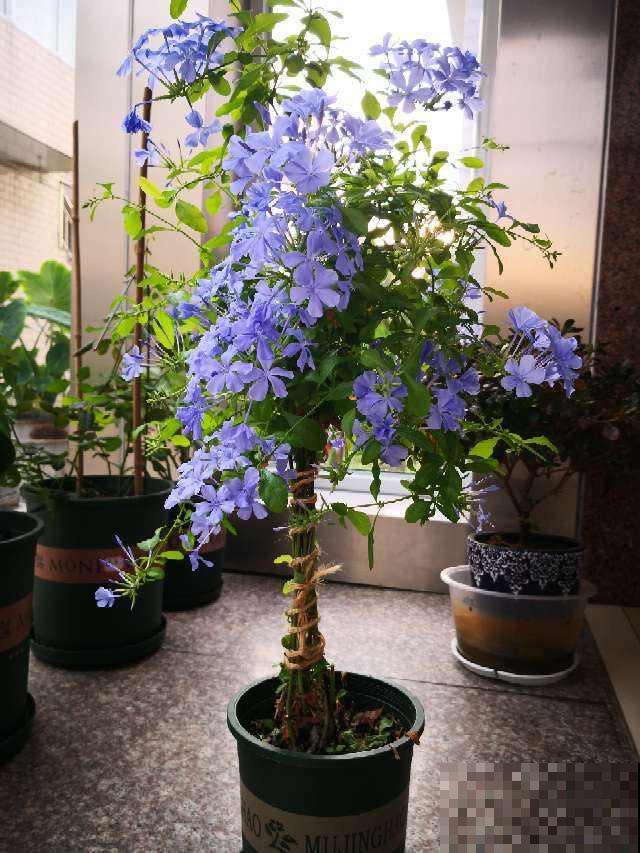 这花就得狠心剪，剪得越狠，开春才会开花多