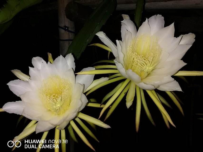 爷爷的养的花，揪一把能炒菜，磕俩鸡蛋更香