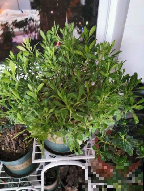 想让家里花疯狂开放，一把小剪刀就解决难题，赶紧学学吧！