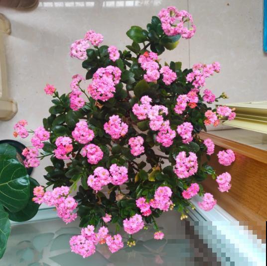 名字最吉祥的8种花，摆在家里，天天都有好心情！