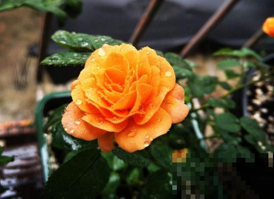 春天月季这么养，一盆能开60朵，太让人羡慕！