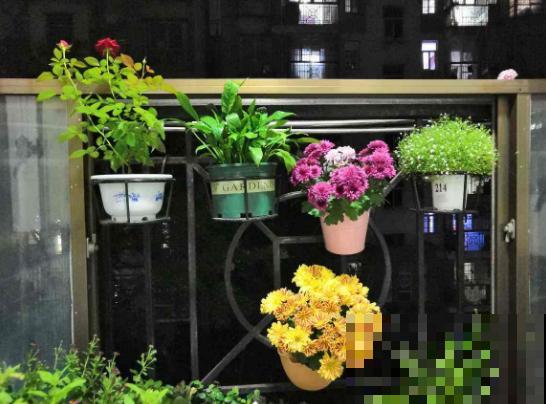 6种常见花，养一盆对身体好，越养越健康！